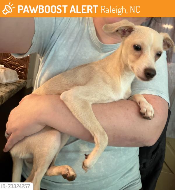 Found/Stray Male Dog last seen Parnell Dr Raleigh, Raleigh, NC 27610