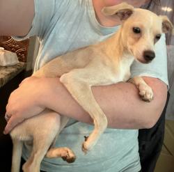 Found/Stray Male Dog last seen Parnell Dr Raleigh, Raleigh, NC 27610