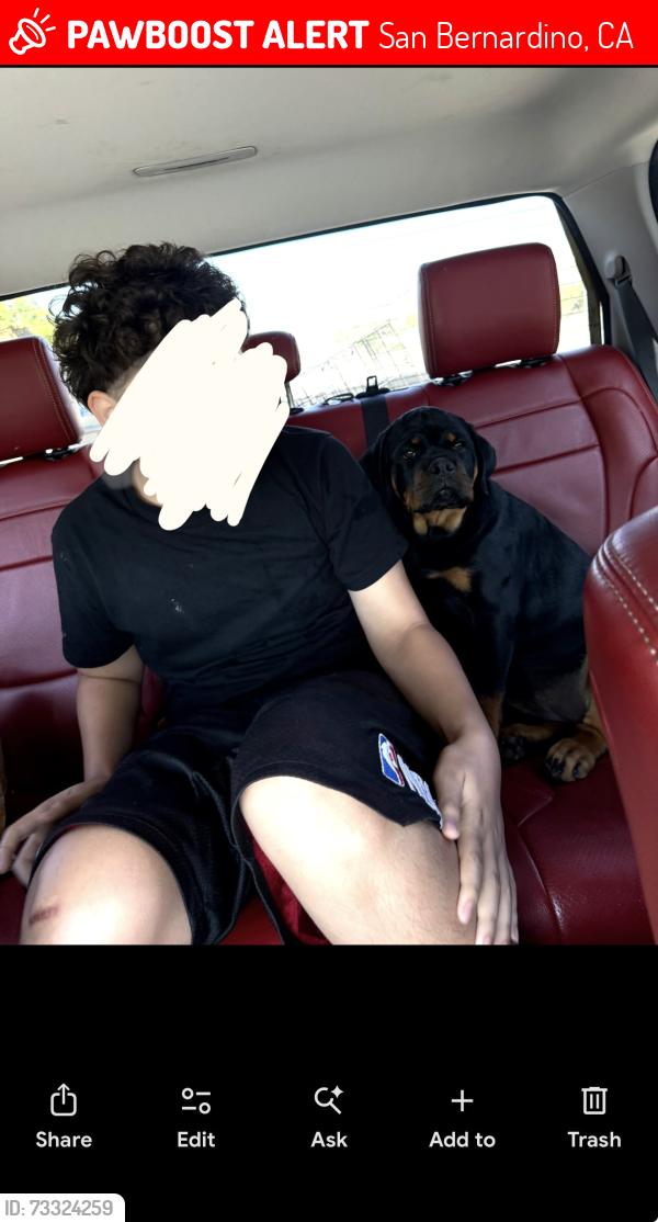 Lost Female Dog last seen 30th n Davison Blair park, San Bernardino, CA 92405