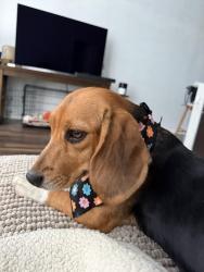 Reunited Female Dog last seen Adler Planetarium, Shedd Aquarium, Museum Campus, Marina, Lae Front, Chicago, IL 60605