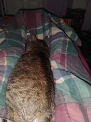 Lost Male Cat last seen South Park, Louisville, KY 40219