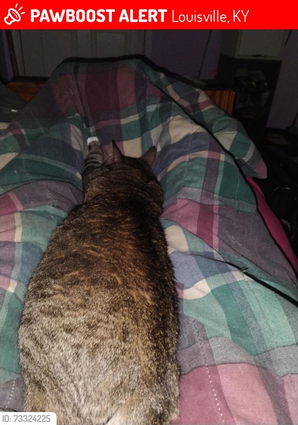 Lost Male Cat last seen South Park, Louisville, KY 40219