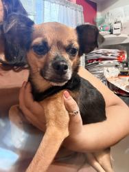 Found/Stray Female Dog last seen Cordone near South Hills Elementary, Fort Worth, TX 76133