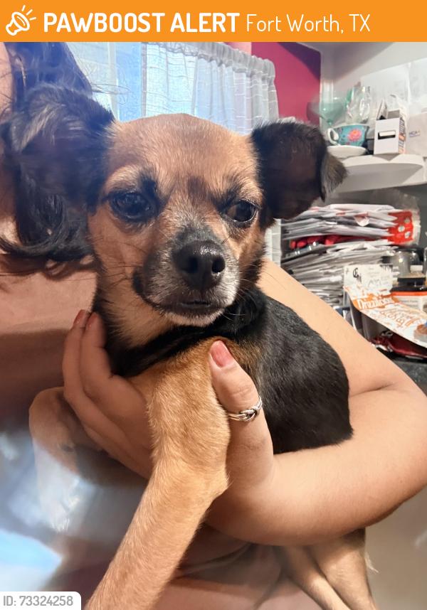 Found/Stray Female Dog last seen Cordone near South Hills Elementary, Fort Worth, TX 76133