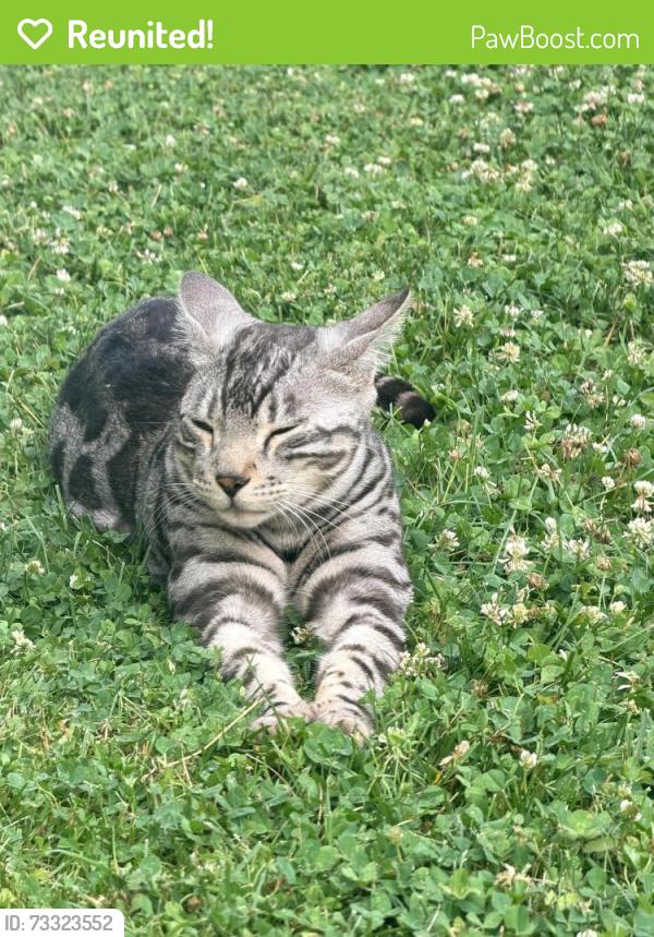 Reunited Male Cat last seen Gilliam Ave, Langhorne, PA 19047