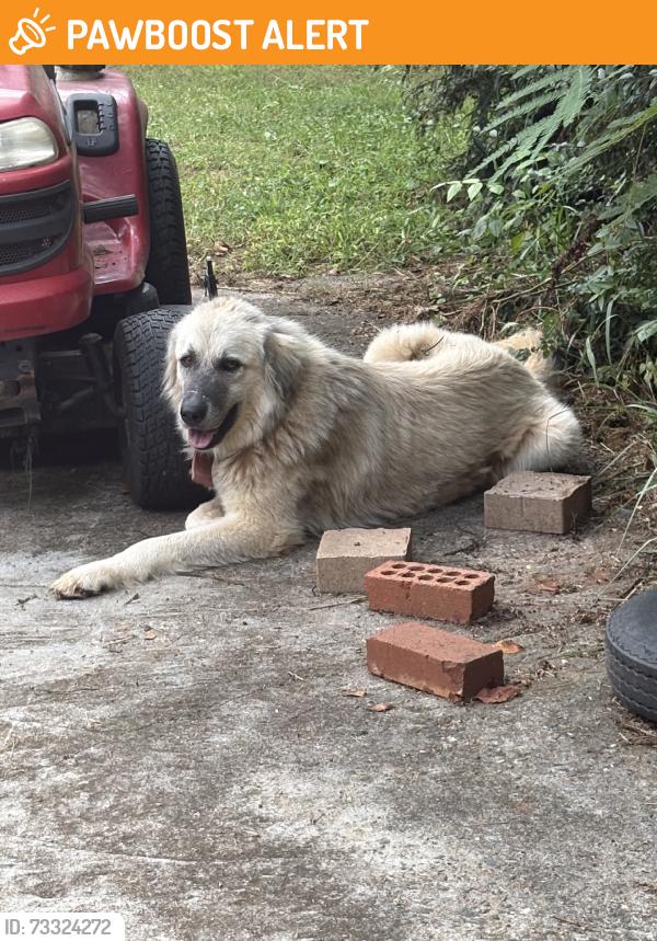 Found/Stray Unknown Dog last seen brittany trail, Randolph County, NC 27313