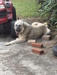 Found/Stray Unknown Dog last seen brittany trail, Randolph County, NC 27313