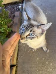 Found/Stray Female Cat last seen Flox & Boreal Way, Elk Grove, CA 95758
