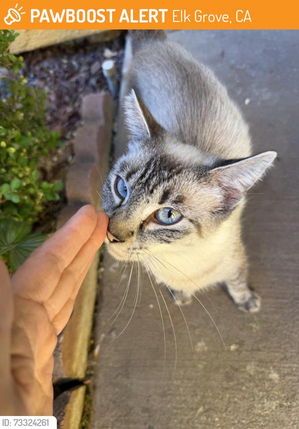 Found/Stray Female Cat last seen Flox & Boreal Way, Elk Grove, CA 95758