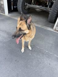 Found/Stray Female Dog last seen Woodruff + 36th, Spokane, WA 99206