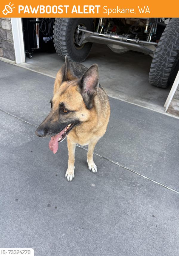 Found/Stray Female Dog last seen Woodruff + 36th, Spokane, WA 99206