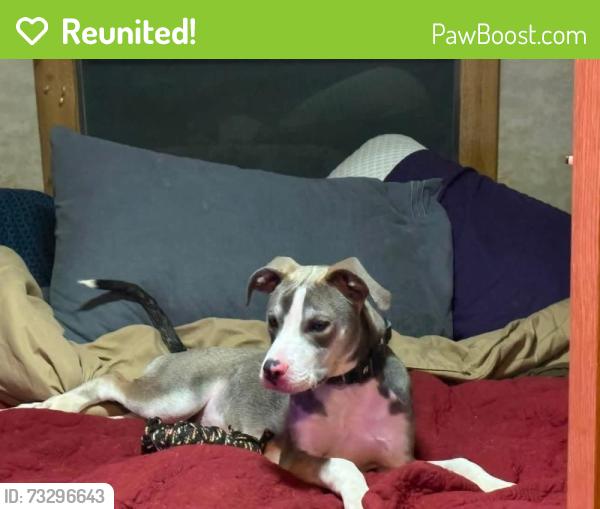 Reunited Male Dog last seen Hwy 28 and Cr 49, Summerdale, AL 36580