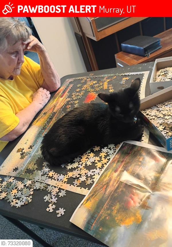 Lost Female Cat last seen Winchester ests, Murray, UT 84123