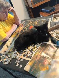 Lost Female Cat last seen Winchester ests, Murray, UT 84123
