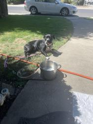 Reunited Female Dog last seen Swain & Kermit, Stockton, CA 95207