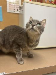 Shelter Stray Female Cat last seen Near East Port Rd, VIRGINIA BEACH, VA, 23464, 341 S Birdneck Rd, Virginia Beach, VA 23451, USA