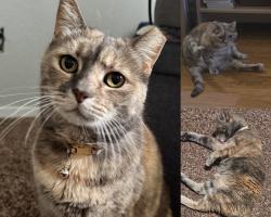 Reunited Female Cat last seen Genesee Avenue and Nobel Drive, San Diego, CA 92122