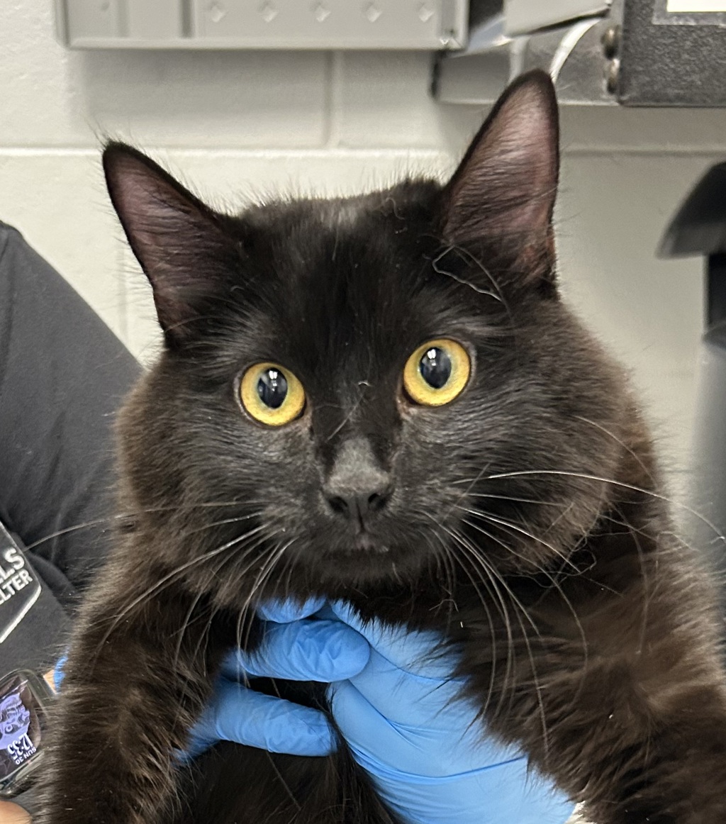 Shelter Stray Female Cat last seen W. 80th Avenue and Wolff Street, Westminster, CO, 80031, 580 McIntyre St, Golden, CO 80401, USA