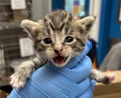 Shelter Stray Female Cat last seen W. 80th Avenue and Wolff Street, Westminster, CO, 80031, 580 McIntyre St, Golden, CO 80401, USA