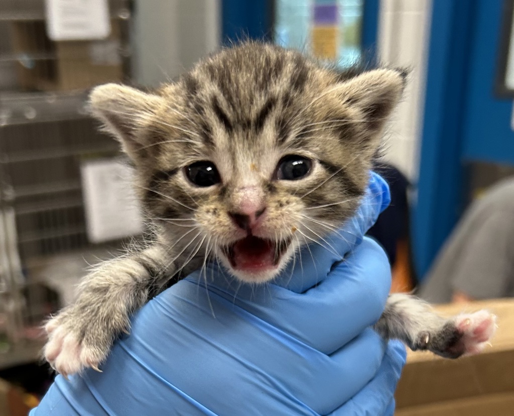 Shelter Stray Female Cat last seen W. 80th Avenue and Wolff Street, Westminster, CO, 80031, 580 McIntyre St, Golden, CO 80401, USA