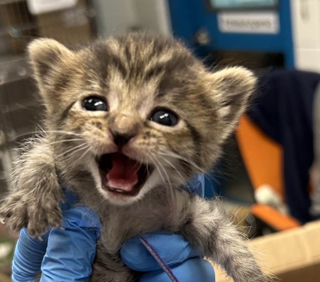 Shelter Stray Female Cat last seen W. 80th Avenue and Wolff Street, Westminster, CO, 80031, 580 McIntyre St, Golden, CO 80401, USA