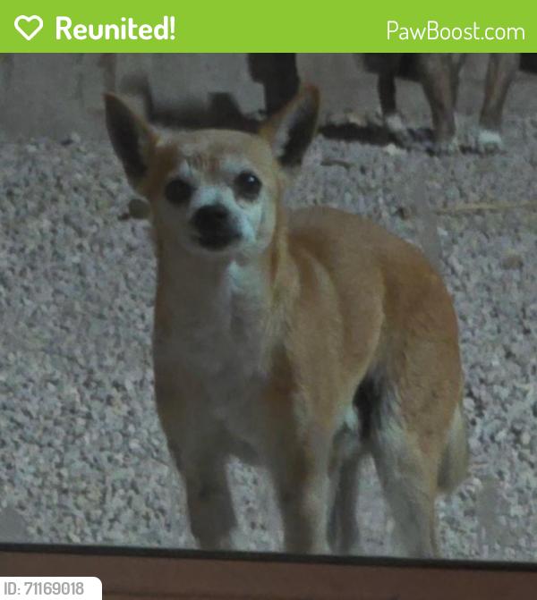 Reunited Male Dog last seen Near Lavender Breeze St, North Las Vegas, NV 89081, USA, North Las Vegas, NV 89081