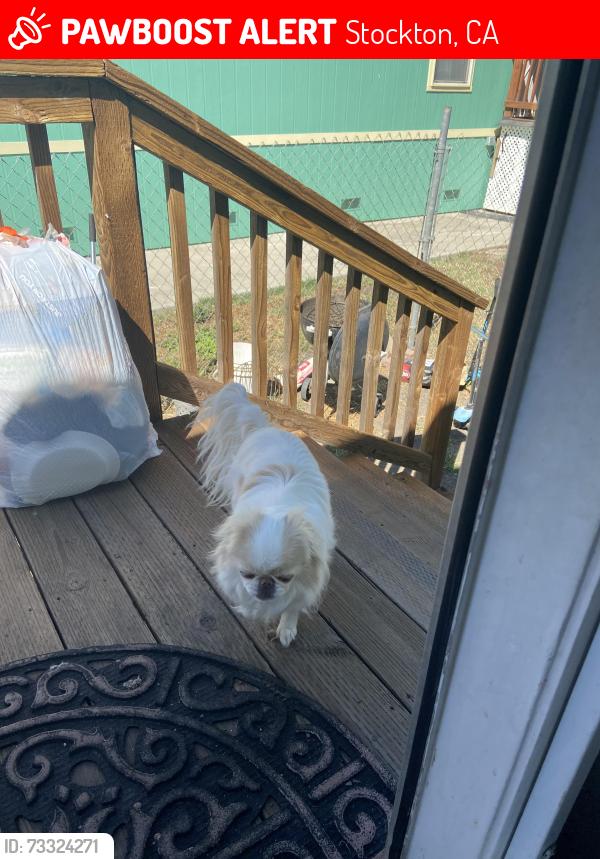 Lost Female Dog last seen King Island Marina, Stockton, CA 95219