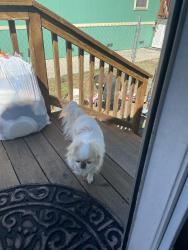 Lost Female Dog last seen King Island Marina, Stockton, CA 95219