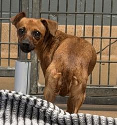 Shelter Stray Unknown Dog last seen Near Questor Place, San Diego, CA, 92108, 5500 Gaines St, San Diego, CA 92110, USA
