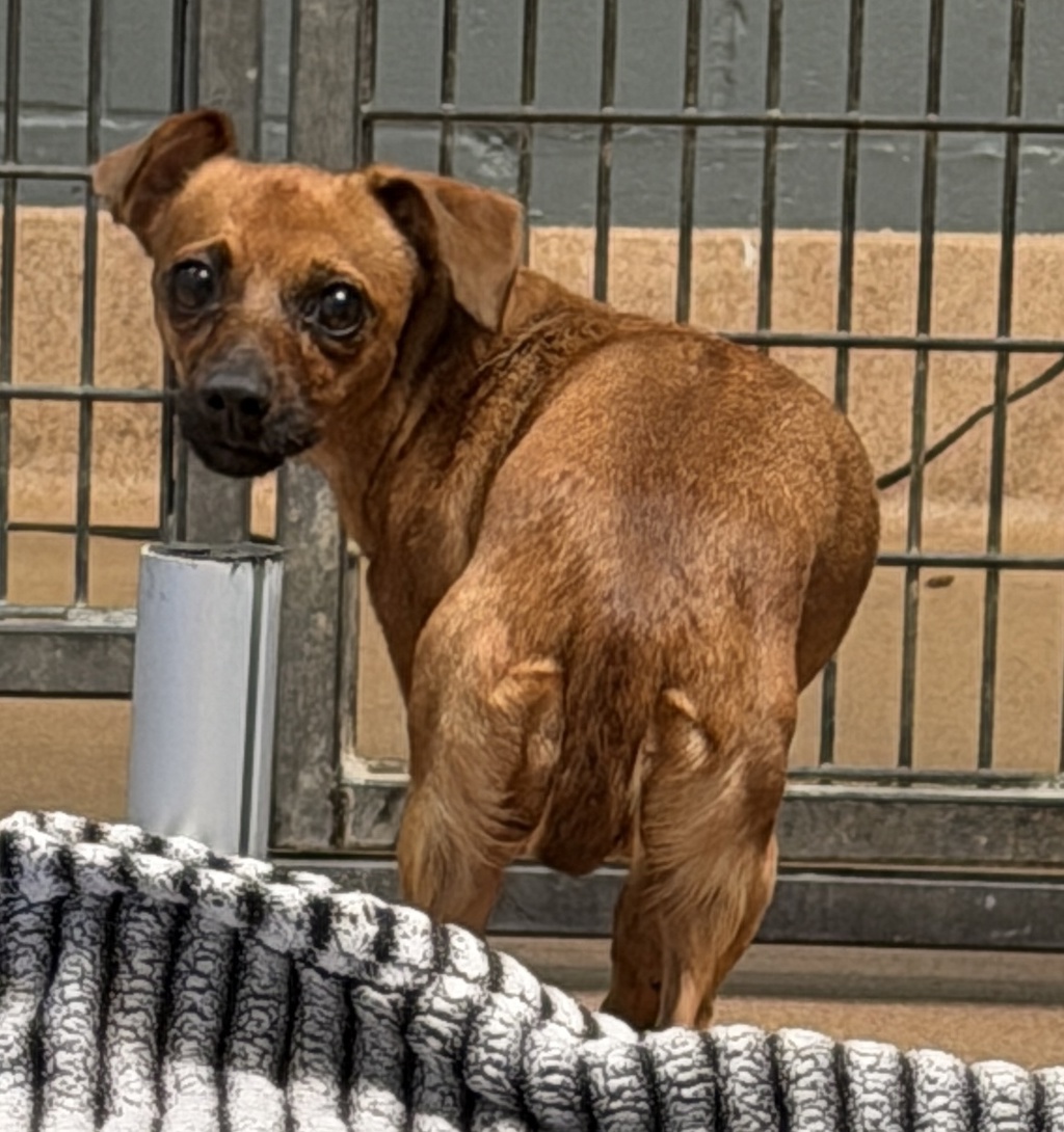 Shelter Stray Unknown Dog last seen Near Questor Place, San Diego, CA, 92108, 5500 Gaines St, San Diego, CA 92110, USA