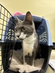 Shelter Stray Female Cat last seen Mississippi/Jessup, OR, 1700 W Historic Columbia River Hwy, Troutdale, OR 97060, USA