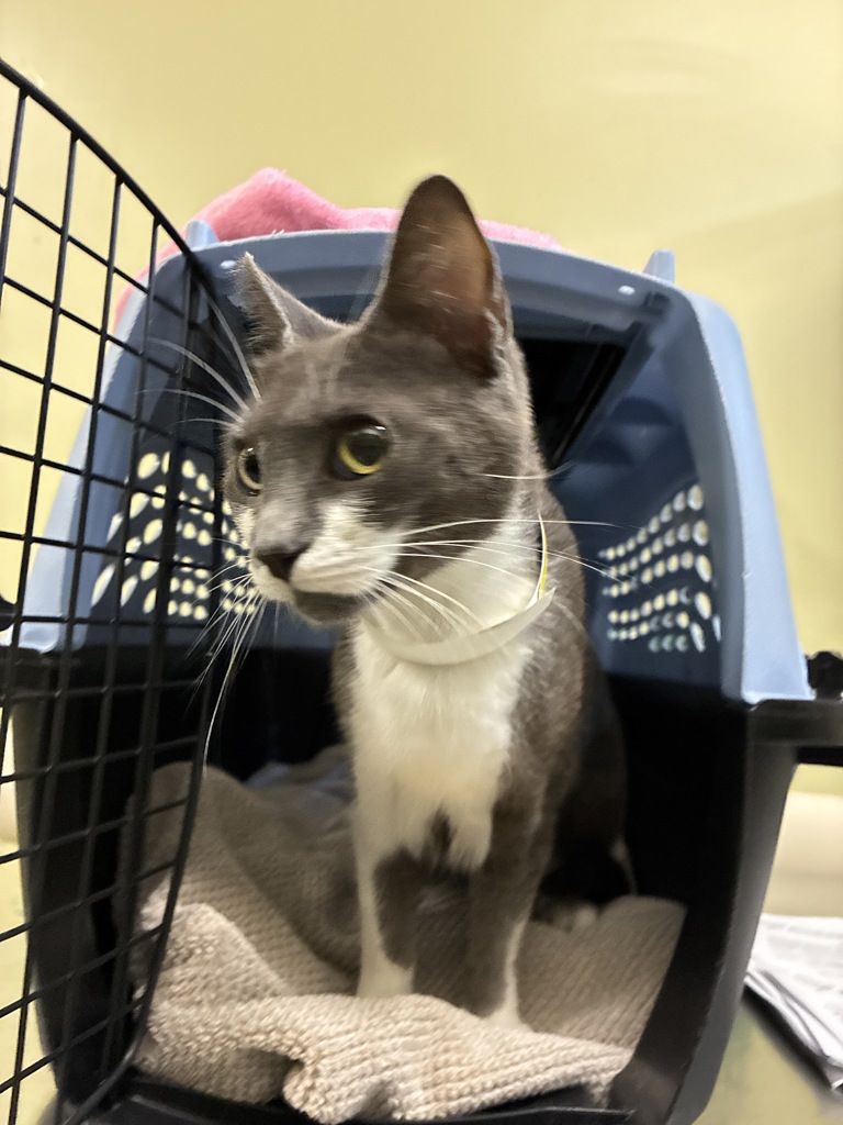 Shelter Stray Female Cat last seen Mississippi/Jessup, OR, 1700 W Historic Columbia River Hwy, Troutdale, OR 97060, USA