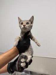 Shelter Stray Female Cat last seen Near L Street, San Diego, CA, 92102, 5500 Gaines St, San Diego, CA 92110, USA