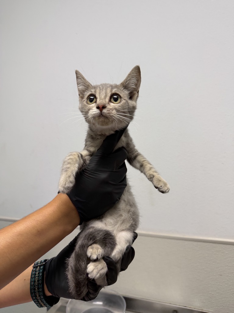 Shelter Stray Female Cat last seen Near L Street, San Diego, CA, 92102, 5500 Gaines St, San Diego, CA 92110, USA
