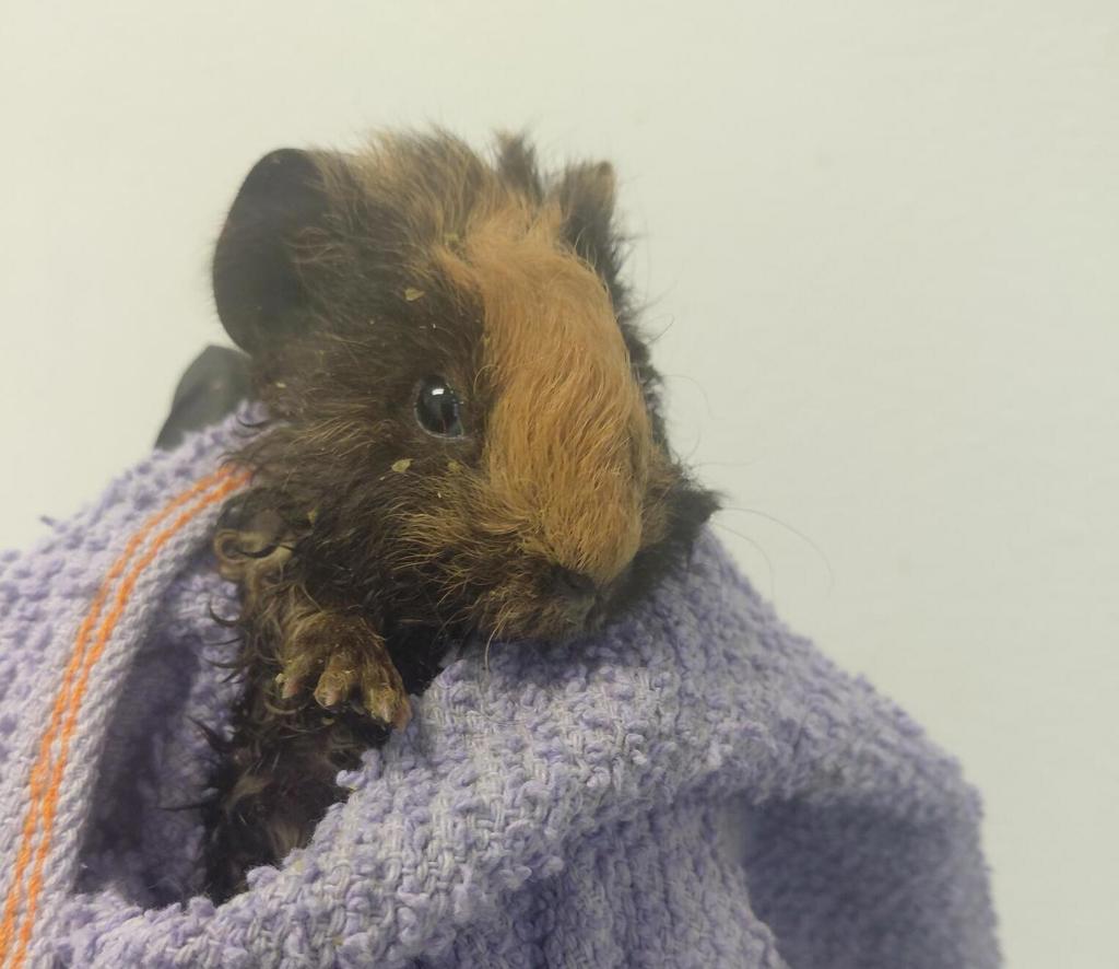 Shelter Stray Female Other last seen Prescott Street, El Cajon, CA, 92020, 5500 Gaines St, San Diego, CA 92110, USA