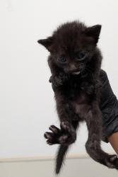 Shelter Stray Male Cat last seen Near Francis Street, San Diego, CA, 92102, 5500 Gaines St, San Diego, CA 92110, USA