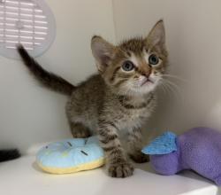 Shelter Stray Male Cat last seen San Diego, CA, 92173, 5500 Gaines St, San Diego, CA 92110, USA