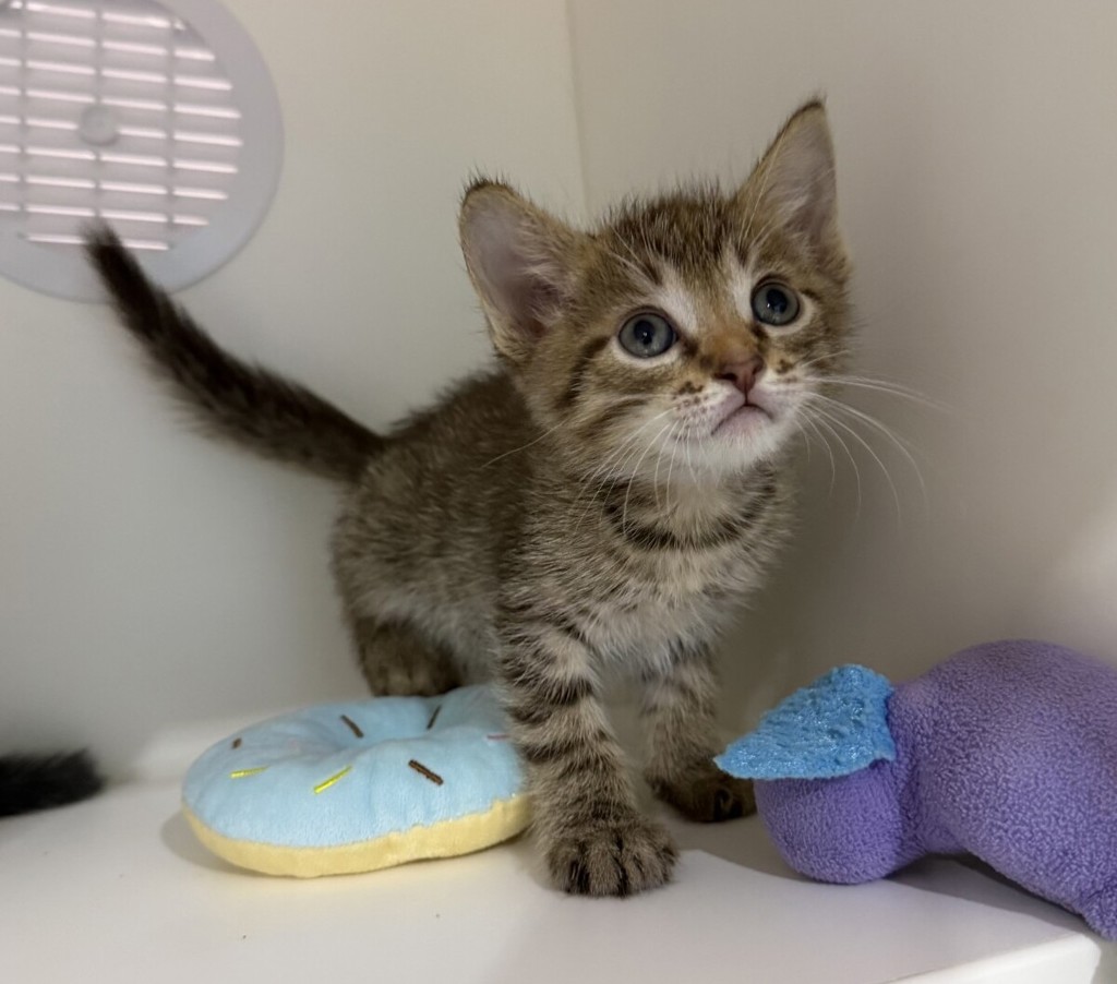 Shelter Stray Male Cat last seen San Diego, CA, 92173, 5500 Gaines St, San Diego, CA 92110, USA
