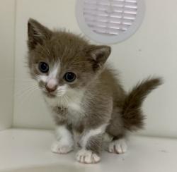 Shelter Stray Male Cat last seen San Diego, CA, 92173, 5500 Gaines St, San Diego, CA 92110, USA