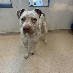 Shelter Stray Female Dog last seen Near Eastchester Road, BRONX, NY, 10461, 326 E 110th St, New York, NY 10029, USA