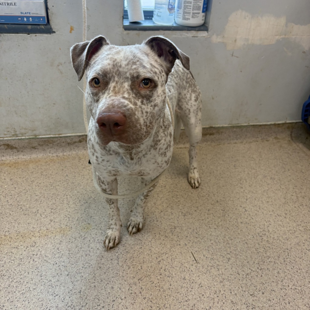 Shelter Stray Female Dog last seen Near Eastchester Road, BRONX, NY, 10461, 326 E 110th St, New York, NY 10029, USA