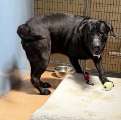 Shelter Stray Male Dog last seen Not Provided., CA, 91932, 5500 Gaines St, San Diego, CA 92110, USA