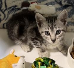 Shelter Stray Male Cat last seen Dagget Street, San Diego, CA, 92111, 5500 Gaines St, San Diego, CA 92110, USA