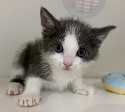 Shelter Stray Male Cat last seen San Diego, CA, 92173, 5500 Gaines St, San Diego, CA 92110, USA