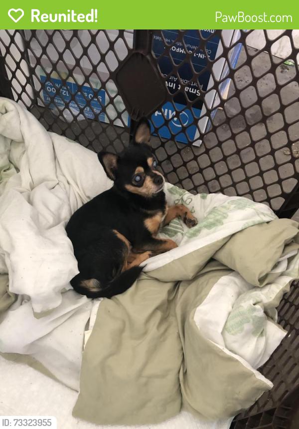 Reunited Male Dog last seen Running in the street near park dr, Auburn, CA 95602