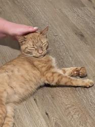 Found/Stray Female Cat last seen 82nd and Johnson creek Blvd, Clackamas County, OR 97206