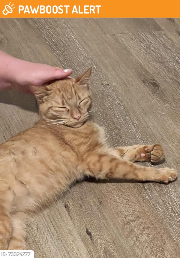 Found/Stray Female Cat last seen 82nd and Johnson creek Blvd, Clackamas County, OR 97206