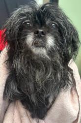 Reunited Unknown Dog last seen Located at Rockdale County Animal Service, 1506 Rockbridge Road, Conyers, GA 30012, Conyers, GA 30012