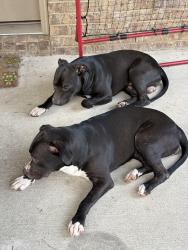 Found/Stray Unknown Dog last seen Santa Rosa Commons, Pace, FL 32571