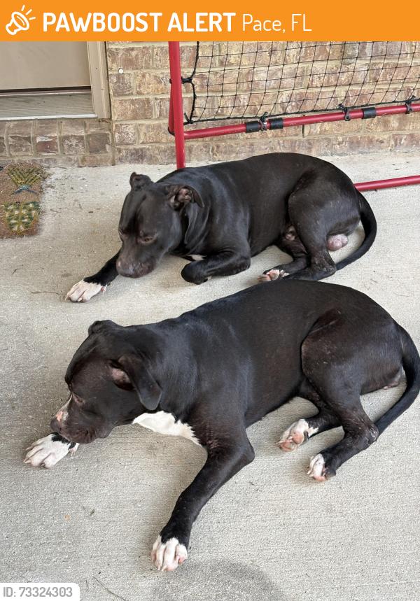 Found/Stray Unknown Dog last seen Santa Rosa Commons, Pace, FL 32571